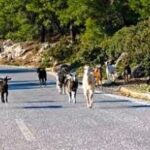 Για διακίνηση ναρκωτικών συνελήφθη ένας 56χρονος στη Ρόδο