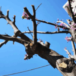 ΝΕΑ Προκήρυξη ΔΠΜΣ Τουρισμός και Τοπική Ανάπτυξη 2025-26