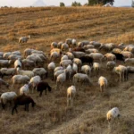 Αιφνίδιος Καρδιακός Θάνατος: Τα προειδοποιητικά σημάδια – Η πρόληψη που σώζει