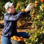 Ξέσπασμα Πλακιά: «Αυτό είναι το άφθαρτο και η κάθαρση; Ό,τι είναι άστεγο πολιτικά, γλείφουν τη Μαρία, μπας και τους πάρει στο κόμμα»